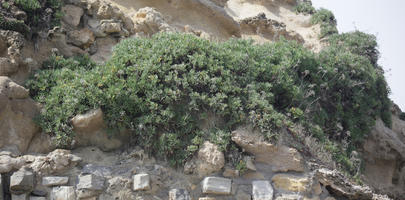 Aquitaine, Biarritz, cliff, day, eye level view, France, plant, spring, sunlight, sunny, sunshine