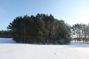 afternoon, bright, coniferous, day, eye level view, Poland, snow, sunny, tree, Wielkopolskie, winter, woodland