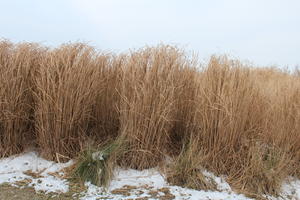 day, eye level view, France, natural light, overcast, reed, snow, winter