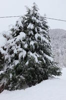 ambient light, day, diffuse, diffused light, eye level view, Italia , morning, natural light, overcast, pine, snow, tree, Veneto, winter