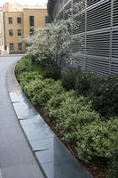 blossom, bush, day, diffuse, diffused light, England, eye level view, kerb, London, louvres, natural light, shrub, spring, The United Kingdom