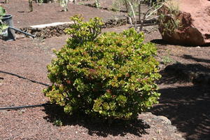 bush, Canarias, day, direct sunlight, eye level view, garden, Las Palmas, shrub, Spain, spring, succulent plant, sunny