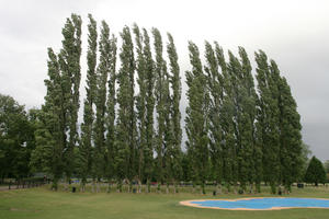 Abingdon, day, England, eye level view, grass, natural light, park, poplar, summer, The United Kingdom, tree, treeline