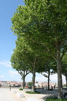 below, broad-leaf tree, broad-leaved tree, day, eye level view, park, Porto, Porto, Portugal, spring, sunny