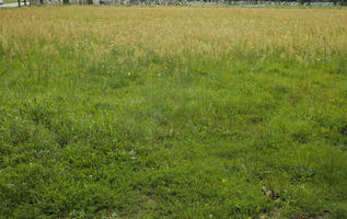 day, diffuse, diffused light, eye level view, grass, grassland, natural light, Poland, summer, Wielkopolskie