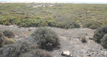 autumn, Canarias, day, eye level view, Las Palmas, shrubbery, shrubland, Spain, sunny