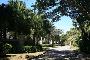 day, eye level view, Florida, Miami, natural light, palm, path, sunny, The United States, tree, tropical, vegetation, winter