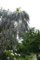 below, day, England, garden, natural light, park, The United Kingdom, tree, wisteria tree, Woking