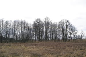 ambient light, countryside, day, eye level view, grass, long grass, marsh, overcast, Poland, treeline, Wielkopolskie, winter, Wolsztyn