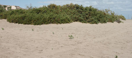 Canarias, day, direct sunlight, dunes, eye level view, Las Palmas, shrub, Spain, spring, sunny