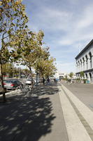 broad-leaf tree, broad-leaved tree, California, day, eye level view, San Francisco, street, summer, sunny, The United States, urban, young