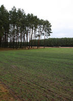 day, eye level view, field, forest, overcast, Poland, tree, vegetation, Wielkopolskie, winter, Wolsztyn