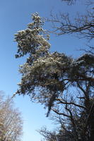 afternoon, below, bright, coniferous, day, Poland, snow, sunny, tree, Wielkopolskie, winter