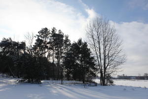 afternoon, backlight, bright, coniferous, day, eye level view, Poland, shady, snow, sunny, tree, Wielkopolskie, winter, woodland