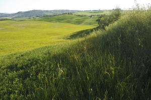 afternoon, day, elevated, eye level view, field, grass, Italia , Siena, spring, sunny, Toscana, valley