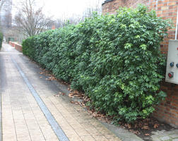 bush, day, eye level view, France, Ile-De-France, natural light, Paris, park, pavement, shrub, winter