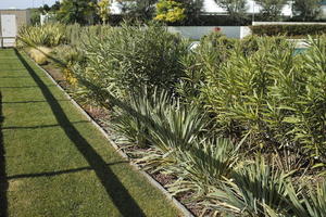 autumn, bush, day, direct sunlight, eye level view, garden, greenery, morning, plant, shrub, sunlight, sunny, vegetation