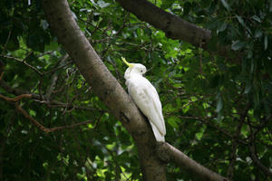 Australia, below, bird, day, natural light, New South Wales, parrot, summer, Sydney