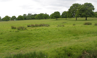 day, diffuse, diffused light, England, eye level view, grass, London, natural light, park, spring, The United Kingdom, treeline