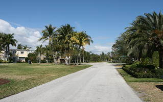 coconut palm, Cocos nucifera, day, evergreen, eye level view, Florida, grass, Miami, palm, park, Phoenix canariensis, street, summer, sunny, The United States