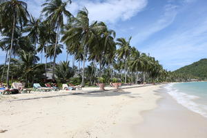 beach, day, eye level view, Ko Phi Phi Don, Krabi, natural light, palm, potted plant, sunbed, sunny, Thailand, tree, vegetation