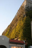 afternoon, below, dusk, facade, Florida, hanging, Miami, plant, The United States, winter