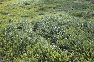 close-up, Croatia, day, eye level view, grass, grassland, lowered, natural light, spring, sunny, Zadar, Zadarska