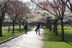 alley, blooming, blossom, day, deciduous, England, eye level view, group, London, park, people, skating, sporty, spring, sunny, The United Kingdom, tree