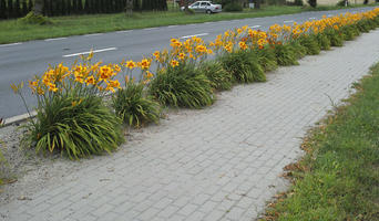 day, diffuse, diffused light, eye level view, flower, natural light, pavement, Poland, summer, Wielkopolskie