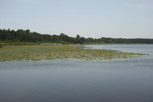 day, diffuse, diffused light, eye level view, lake, natural light, Poland, summer, water lily, Wielkopolskie, Wolsztyn