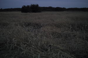 crop, dark, dusk, evening, eye level view, field, Poland, summer, Wielkopolskie