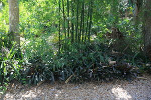 bamboo, below, day, eye level view, Florida, Miami, natural light, park, sunny, The United States, tropical, vegetation, winter