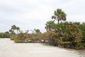 ambient light, beach, bush, day, diffuse, diffused light, eye level view, Florida, overcast, palm, The United States, winter