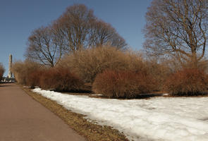 day, deciduous, eye level view, Norway, Oslo, park, shrub, snow, sunny, tree, winter