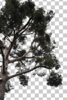 afternoon, ambient light, below, bough, branch, cloudy, coniferous, cutout, cutout plants, cutout trees, day, diffuse, diffused light, Italian stone pine, looking up, overcast, parasol pine, pine, Pinus pinea, summer, tree, umbrella pine