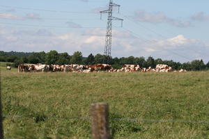 Bourgogne, cow, day, eye level view, field, France, grass, Macon, natural light