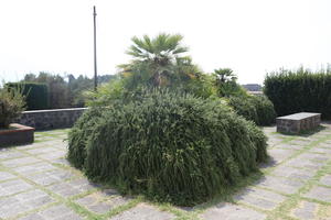 Campania, day, dwarf date palm, eye level view, garden, Italia , Napoli, plant, potted plant, summer, terrace