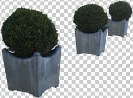 cutout, cutout plants, day, eye level view, potted plant, vegetation