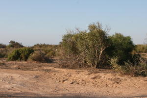 autumn, bush, day, desert, direct sunlight, Essaouira, eye level view, Morocco, natural light, sunlight, sunny, sunshine, vegetation