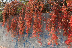 autumn, bright, bush, Croatia, day, Dubrovacko-Neretvanska, Dubrovnik, eye level view, hanging, natural light, plant, sunny