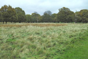 afternoon, autumn, cloudy, day, England, eye level view, grass, long grass, park, The United Kingdom, treeline, vegetation, Wimbledon