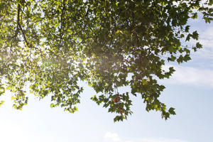 below, broad-leaf tree, broad-leaved tree, day, direct sunlight, England, London, park, summer, sunny, The United Kingdom, tree