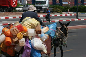 arabic, cycling, day, donkey, eye level view, man, Marrakech, Marrakesh, Morocco, natural light, object, street