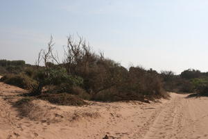 autumn, bush, day, desert, direct sunlight, Essaouira, eye level view, Morocco, natural light, sunlight, sunny, sunshine, vegetation