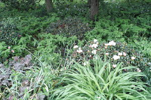 above, bush, day, England, garden, natural light, park, plant, The United Kingdom, Woking