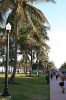 day, eye level view, Florida, lamppost, Miami, natural light, palm, park, sunny, The United States, tropical, vegetation, winter