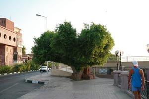 day, East Timor, Egypt, Egypt, eye level view, natural light, street, tree, tropical, vegetation