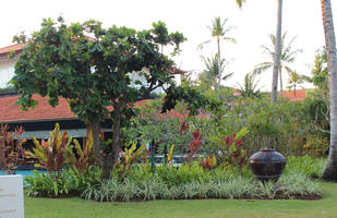 Bali, day, eye level view, garden, grass, hotel, Indonesia, plant, resort, shrub, summer, sunny, tree, tropical