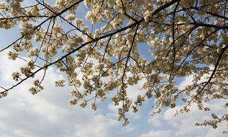 below, blooming, blossom, branch, day, deciduous, England, London, spring, sunny, The United Kingdom, tree