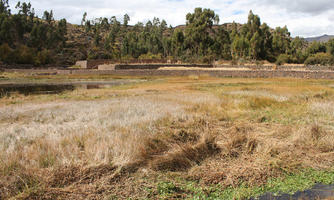 day, eye level view, field, Peru, Puno, summer, sunny